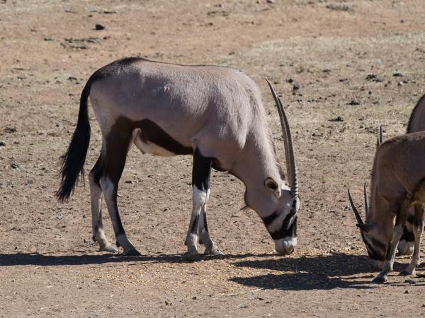 Gemsbok (Oryx gazella)